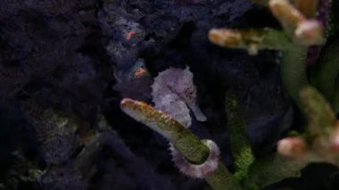 Denizatı içinde belgili tanımlık akvaryum, akvaryum dekorasyon.