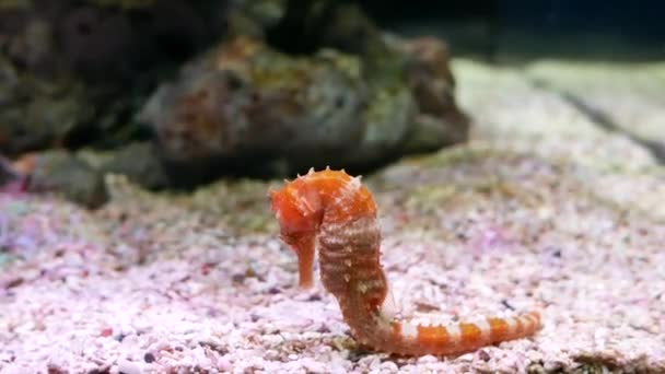 海马在水族馆 鱼坦克装饰 — 图库视频影像