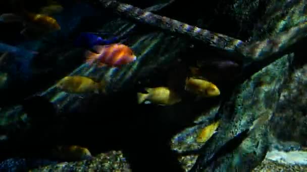 Beaux Poissons Dans Aquarium Sur Décoration Des Plantes Aquatiques Fond — Video