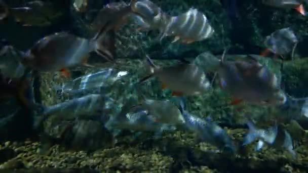 Krásné Ryby Akváriu Dekoraci Vodních Rostlin Pozadí — Stock video