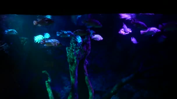 Schöne Fische Aquarium Auf Der Dekoration Von Wasserpflanzen Hintergrund — Stockvideo