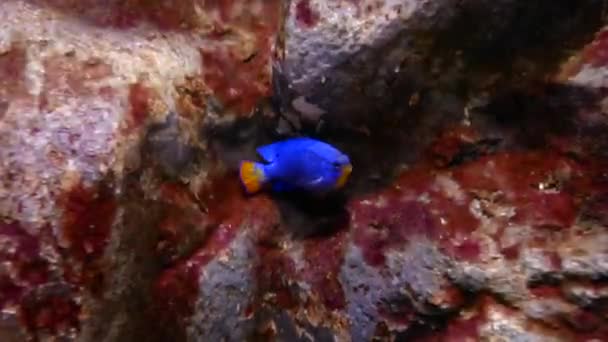 Beaux Poissons Dans Aquarium Sur Décoration Des Plantes Aquatiques Fond — Video