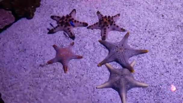 Star Fish Pond — Stock Video