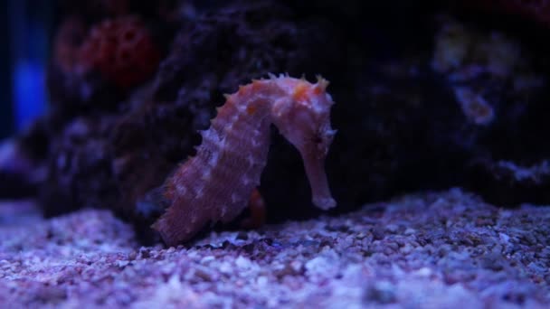 Seahorse Στο Ενυδρείο Δεξαμενή Ψαριών Διακόσμηση — Αρχείο Βίντεο