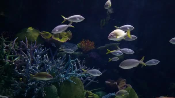 Pięknych Ryb Zbiorniku Wody — Wideo stockowe