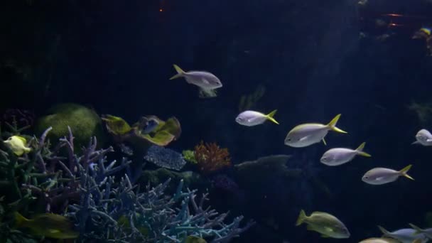 Bellissimo Pesce Nel Serbatoio Dell Acqua — Video Stock