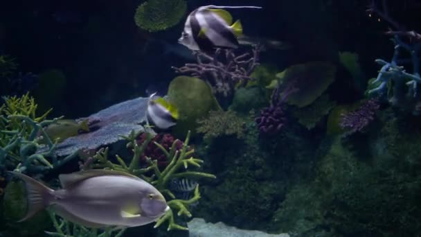 Bellissimo Pesce Nel Serbatoio Dell Acqua — Video Stock