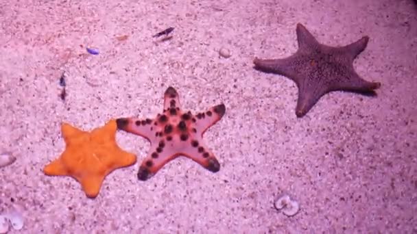 Belle Étoile Mer Dans Aquarium Sur Décoration Plantes Aquatiques Fond — Video