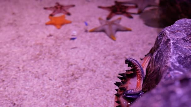 Akvaryumdaki Bitkilerinin Dekorasyonu Üzerine Çok Güzel Bir Yıldız Balığı Akvaryumdaki — Stok video