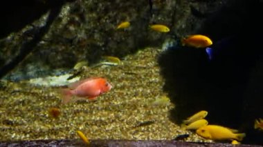 Güzel balık içinde belgili tanımlık akvaryum dekorasyon su üzerinde arka plan bitki. Renkli balık balık tank.