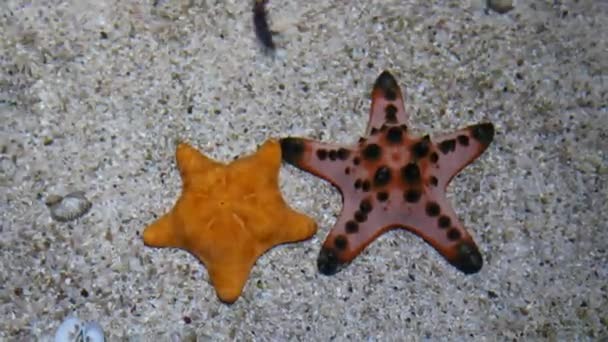 Belle Étoile Mer Dans Aquarium Sur Décoration Plantes Aquatiques Fond — Video