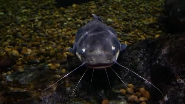 Mooie Vissen Het Aquarium Aan Decoratie Van Aquatische Planten Achtergrond — Stockvideo