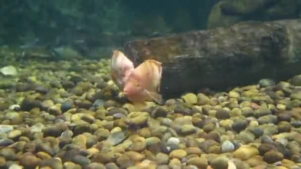 美丽的鱼在水族箱上装饰水生植物的背景 鱼缸里的五彩鱼 — 图库视频影像