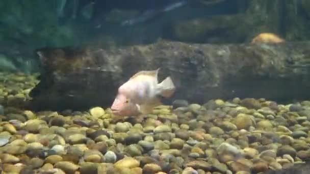 Bela Peixe Aquário Decoração Fundo Plantas Aquáticas — Vídeo de Stock