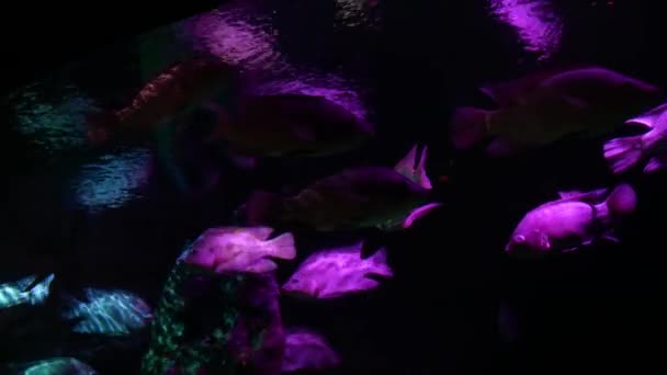 Beau Poisson Dans Aquarium Sur Décoration Des Plantes Aquatiques Fond — Video