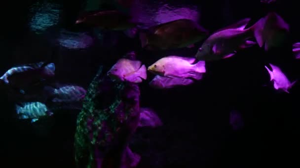 Bei Pesci Nell Acquario Decorazione Sfondo Piante Acquatico Pesce Colorato — Video Stock