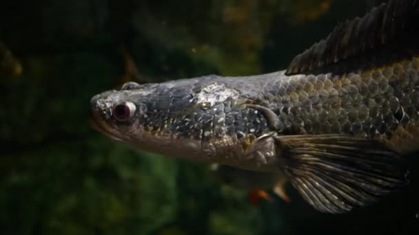 Ikan Cantik Akuarium Pada Dekorasi Tanaman Air Latar Belakang — Stok Video