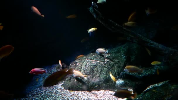 美丽的鱼在水族箱上装饰水生植物的背景 鱼缸里的五彩鱼 — 图库视频影像