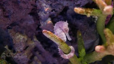 Denizatı içinde belgili tanımlık akvaryum, akvaryum dekorasyon.