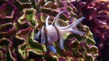 Güzel balık içinde belgili tanımlık akvaryum dekorasyon su üzerinde arka plan bitki. Renkli balık balık tank.