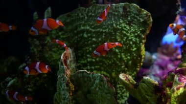 Güzel balık içinde belgili tanımlık akvaryum dekorasyon su üzerinde arka plan bitki. Renkli balık balık tank.