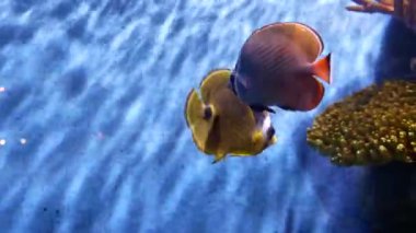 Güzel balık içinde belgili tanımlık akvaryum dekorasyon su üzerinde arka plan bitki. Renkli balık balık tank.