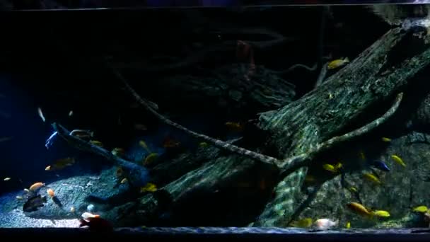 Beaux Poissons Dans Aquarium Sur Décoration Des Plantes Aquatiques Fond — Video