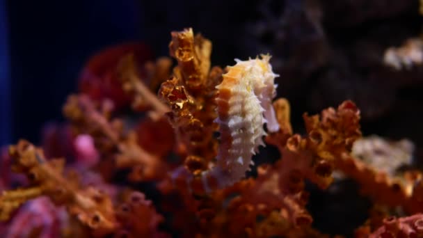 海马在水族馆 鱼坦克装饰 — 图库视频影像