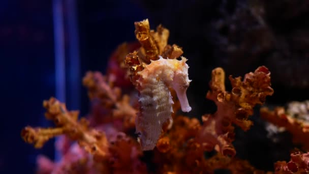 Denizatı Içinde Belgili Tanımlık Akvaryum Akvaryum Dekorasyon — Stok video