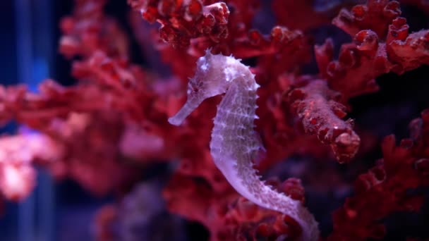 海马在水族馆 鱼坦克装饰 — 图库视频影像