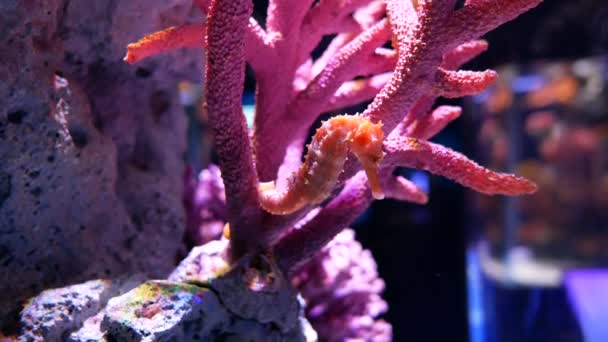 Seahorse Het Aquarium Fish Tank Decoratie — Stockvideo