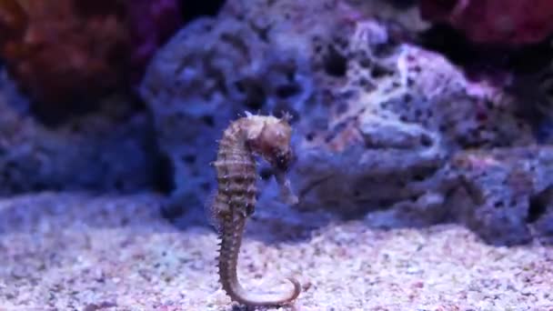 海马在水族馆 鱼坦克装饰 — 图库视频影像