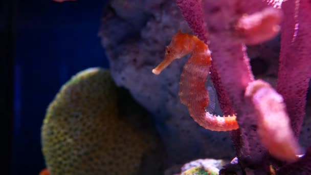 海马在水族馆 鱼坦克装饰 — 图库视频影像