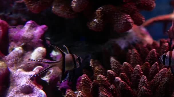 Bei Pesci Nell Acquario Decorazione Sfondo Piante Acquatico Pesce Colorato — Video Stock