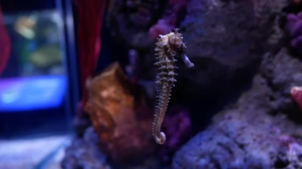 Sjöhäst Akvariet Fish Tank Dekoration — Stockvideo