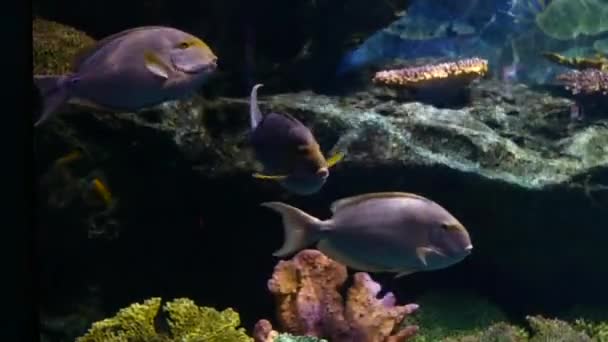 美丽的鱼在水族箱上装饰水生植物的背景 鱼缸里的五彩鱼 — 图库视频影像