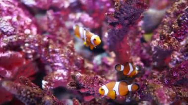 Güzel balık içinde belgili tanımlık akvaryum dekorasyon su üzerinde arka plan bitki. Renkli balık balık tank.