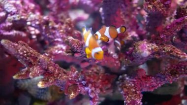 Akvaryumdaki su bitkilerinin dekorasyonu üzerine çok güzel bir balık..