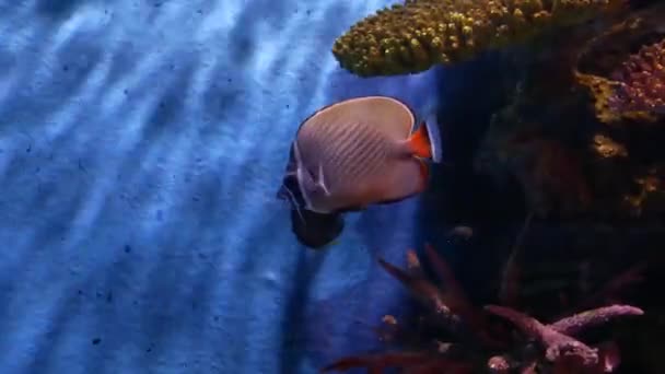 Mooie Vissen Het Aquarium Aan Decoratie Van Aquatische Planten Achtergrond — Stockvideo