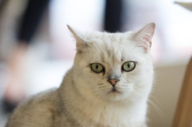 Kedi yavrusuna yaklaşın. 