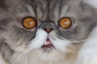 Kedi yavrusuna yaklaşın. 