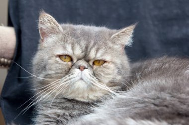 Huzurlu tekir kedi yavrusu uyudu.