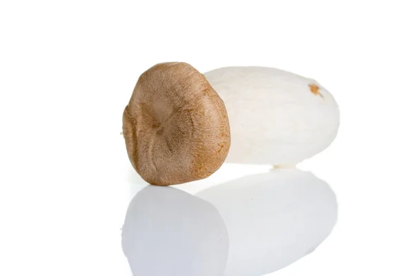 Cogumelo Isolado Sobre Fundo Branco — Fotografia de Stock