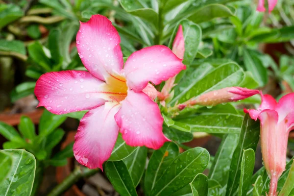 Pink Flower Water Drop Blured Green Background — Stock Photo, Image