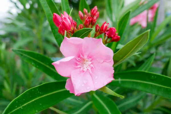 Pink Flower Water Drop Blured Green Background — Stock Photo, Image