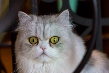 Kedi yavrusuna yaklaşın. 