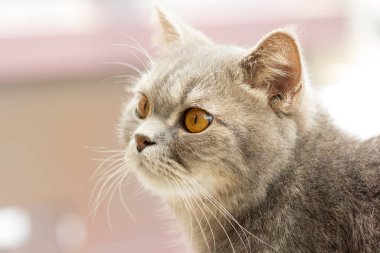 Kedi yavrusuna yaklaşın. 