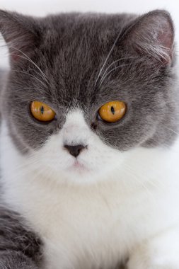 Kedi yavrusuna yaklaşın. 