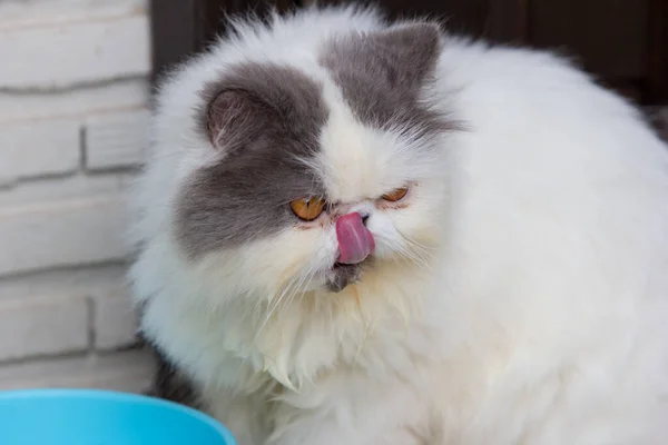 Närbild Tabby Katt Hane Golvet Med Mat Bricka — Stockfoto