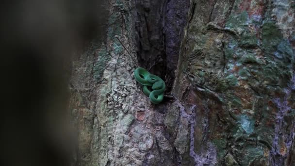 Acercamiento Serpiente Verde Árbol — Vídeos de Stock